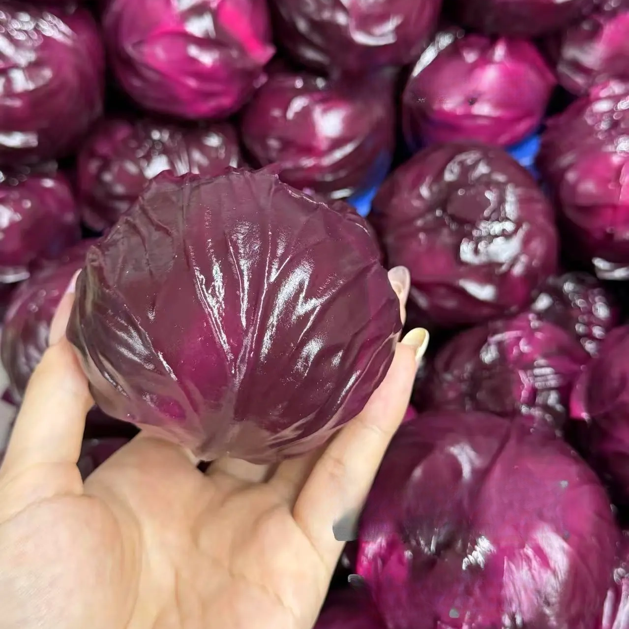 Cabbage Taba Squishy Toy